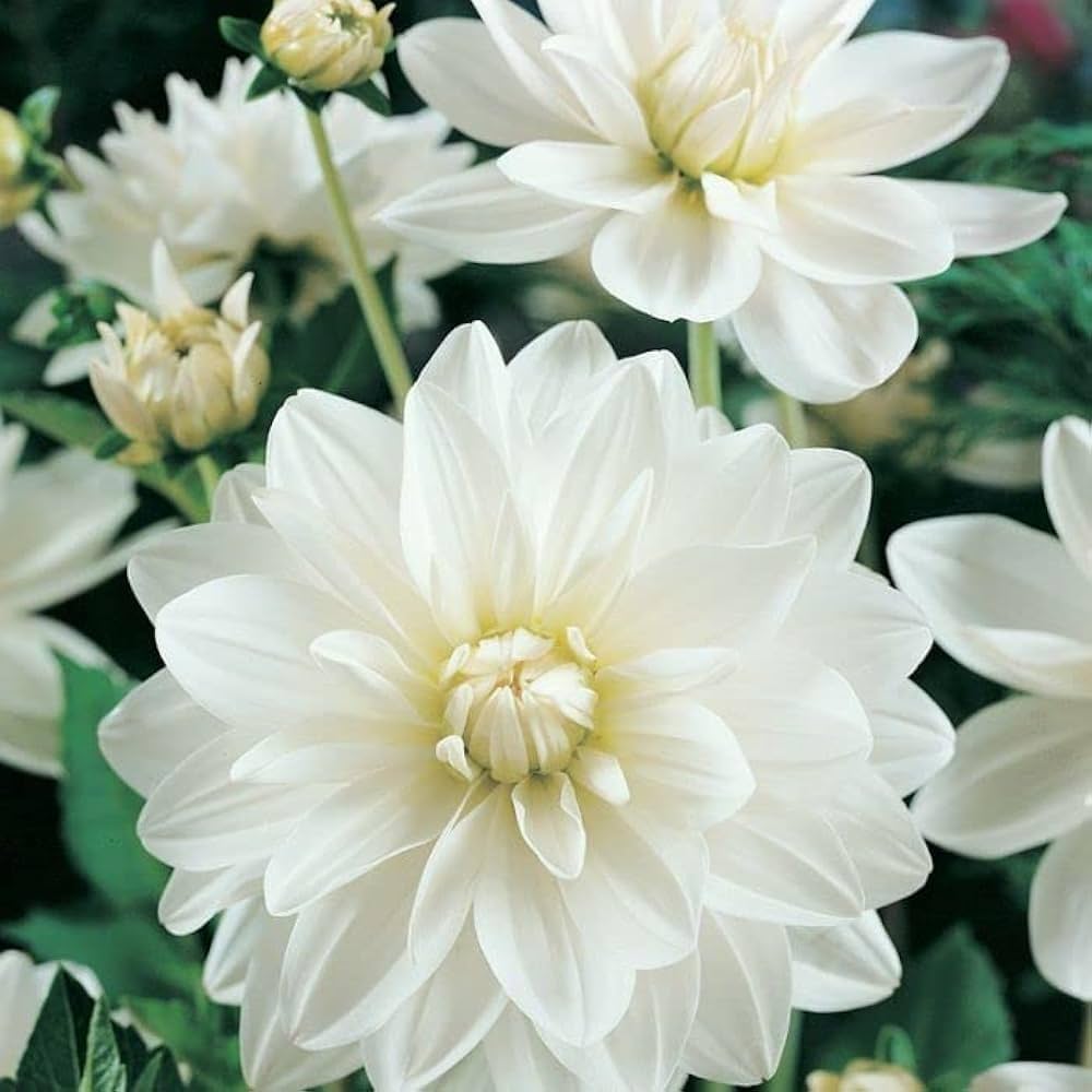 Bees Plant Hub White Dahlia Flowering Live Plant