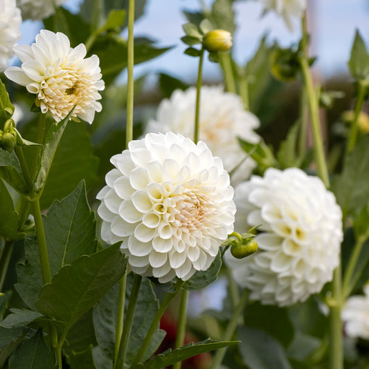 Bees Plant Hub White Dahlia Flowering Live Plant