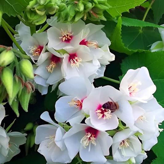Bees Plant Hub White Dombeya (Dombeya Burgessiae) Flowering Live Plant