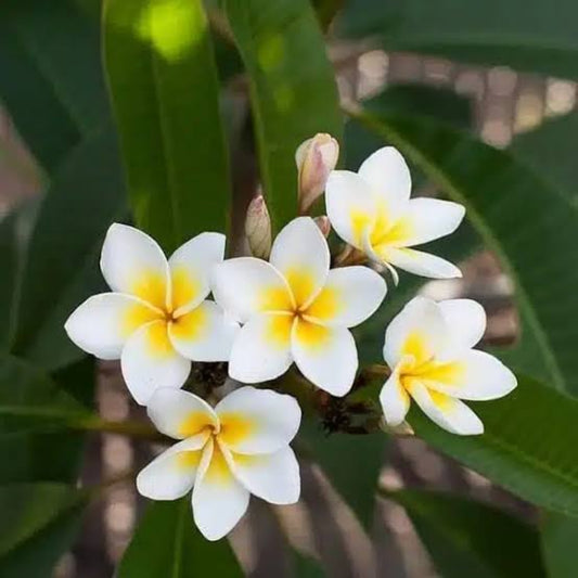 Bees Plant Hub White Frangipani (Plumeria alba) Flowering Live Plant