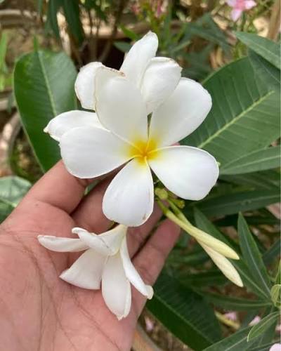 Bees Plant Hub White Frangipani (Plumeria alba) Flowering Live Plant