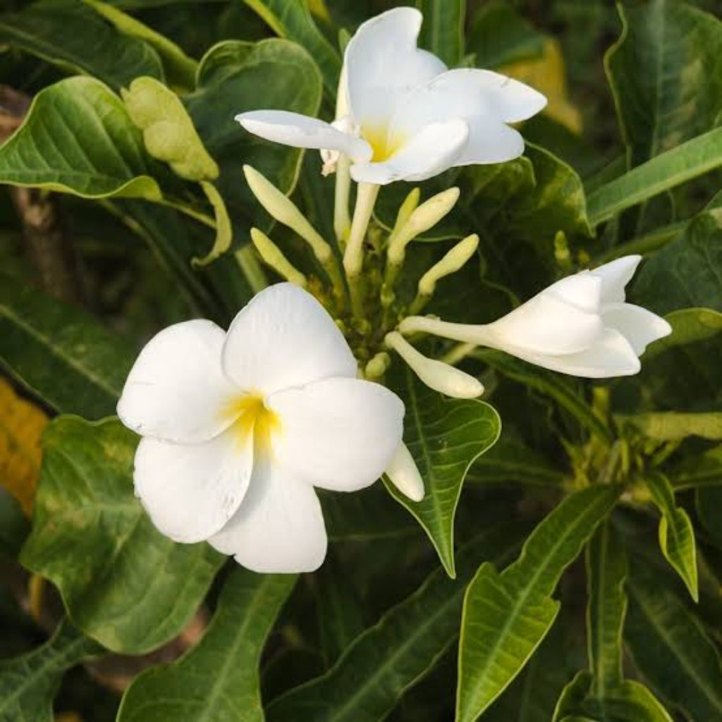 Bees Plant Hub White Frangipani (Plumeria alba) Flowering Live Plant