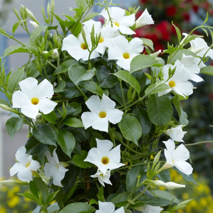 White Mandevilla / Rocktrumpet Flowering Live Plant