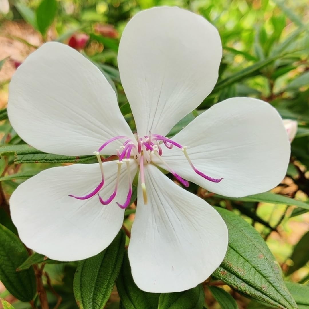 Bees Plant Hub White Melastoma  Flowering Live Plant