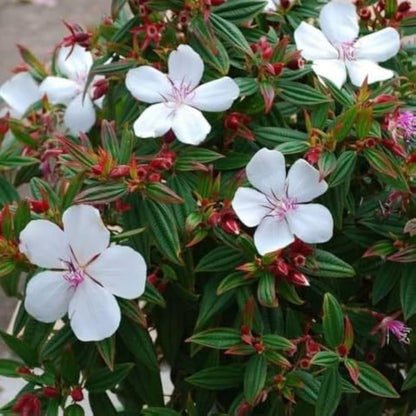 Bees Plant Hub White Melastoma  Flowering Live Plant