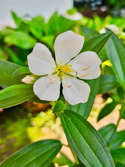 Bees Plant Hub White Melastoma  Flowering Live Plant