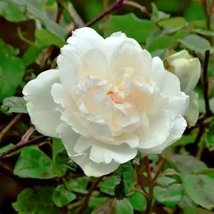Bees Plant Hub White Nadan Rose Live Plant