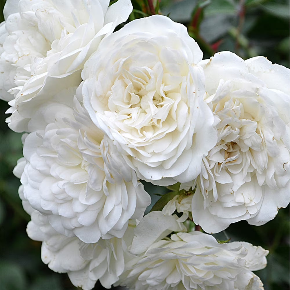 Bees Plant Hub White Nadan Rose Live Plant