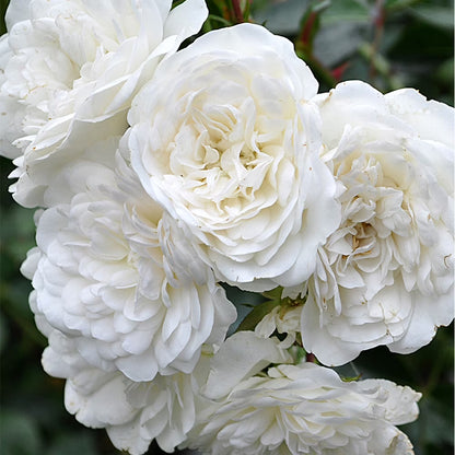Bees Plant Hub White Nadan Rose Live Plant