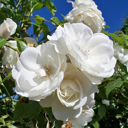 Bees Plant Hub White Nadan Rose Live Plant