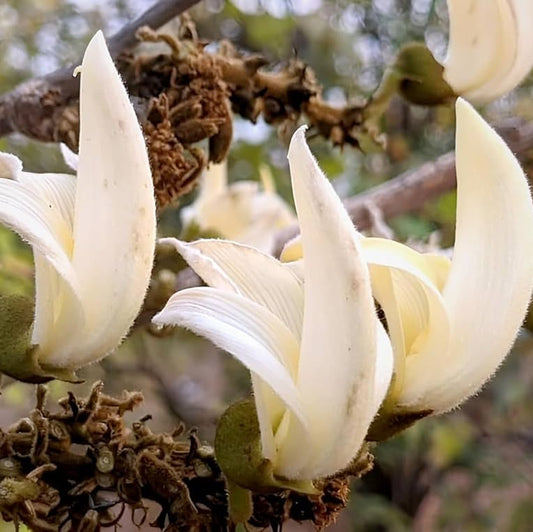Bees Plant Hub White Palash (Butea Monosperma) Layered Live Plant