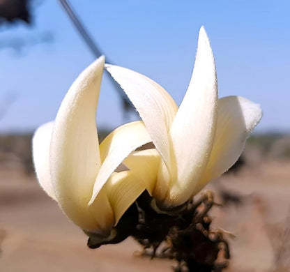 Bees Plant Hub White Palash (Butea Monosperma) Layered Live Plant
