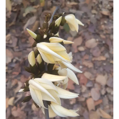 Bees Plant Hub White Palash (Butea Monosperma) Layered Live Plant