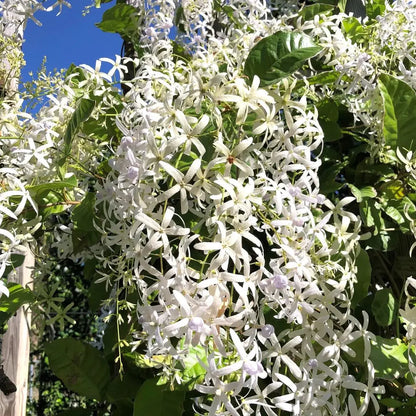 Bees Plant Hub White Petrea Sandpaper Vine Live Plant