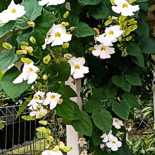 Bees Plant Hub White Sky Vine (Thunbergia grandiflora alba) Climber / All Time Flowering Live Plant