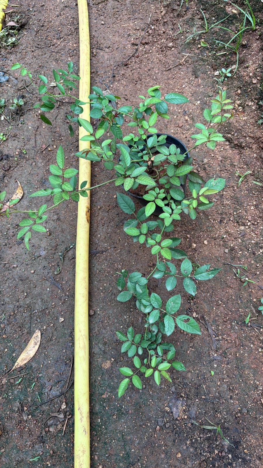 Bees Plant Hub White Creeper/ Climbing Rose Live Plant