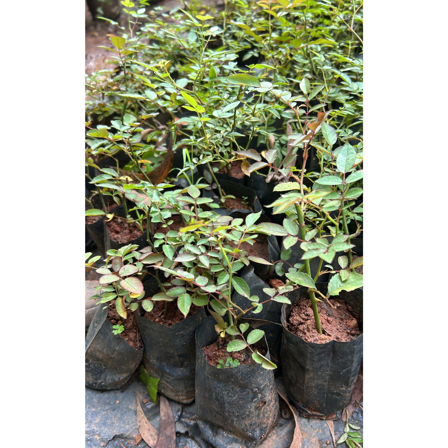 Red, White & Pink Creeper/ Climbing Rose Combo Live Plant