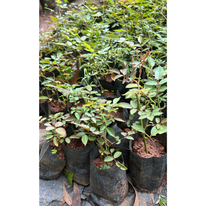 Red, White & Pink Creeper/ Climbing Rose Combo Live Plant