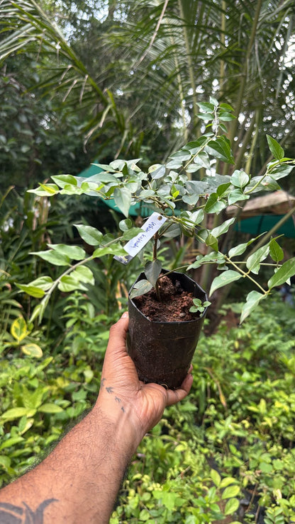 Bees Plant Hub White Kakada (Jasminum multiflorum)