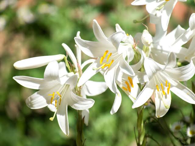 Bees Plant Hub White / Madonna Lilly (Lilium candidum) Rare Fragrant Flowering Live Plant