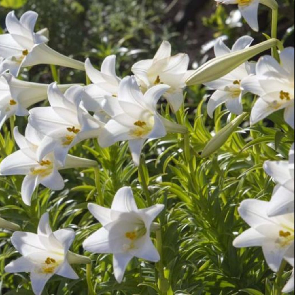 Bees Plant Hub White / Madonna Lilly (Lilium candidum) Rare Fragrant Flowering Live Plant