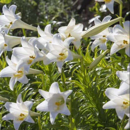Bees Plant Hub White / Madonna Lilly (Lilium candidum) Rare Fragrant Flowering Live Plant