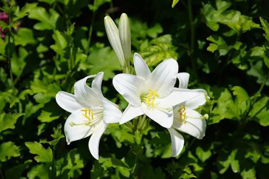 Bees Plant Hub White / Madonna Lilly (Lilium candidum) Rare Fragrant Flowering Live Plant