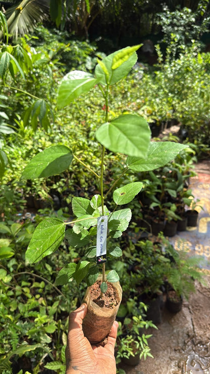Bees Plant Hub Hibiscus White Desi - Flowering Plant