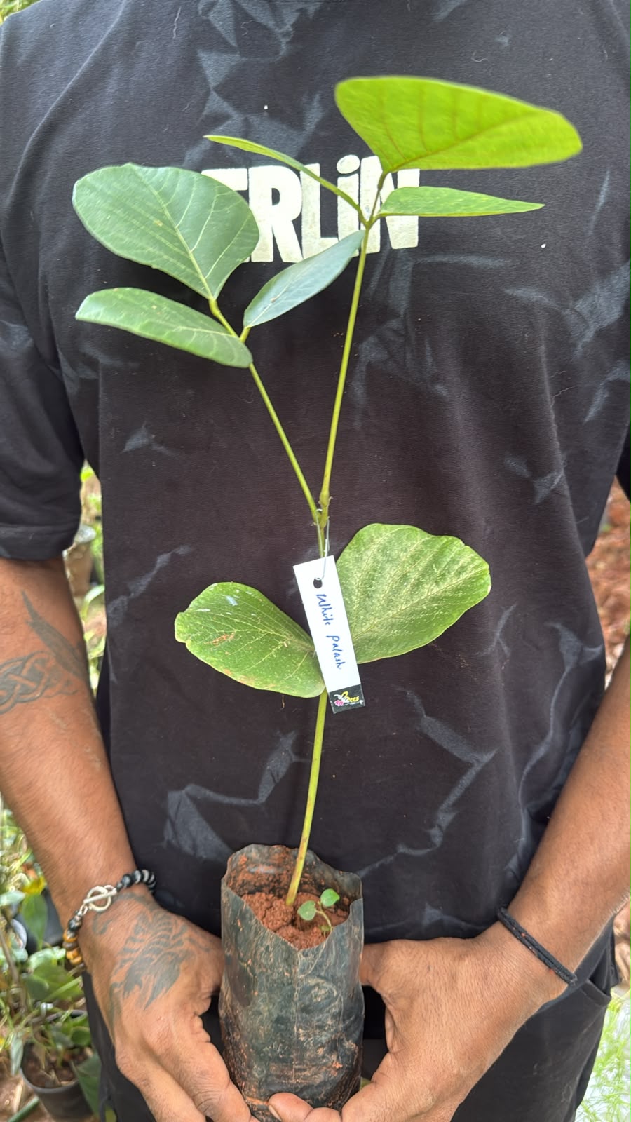 Bees Plant Hub White Palash (Butea Monosperma) Layered Live Plant