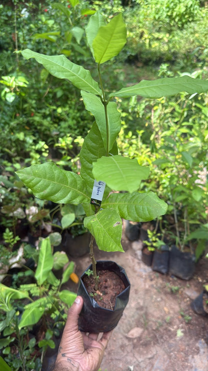 Bees Plant Hub White Petrea Sandpaper Vine Live Plant