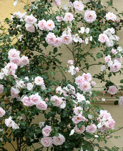 Bees Plant Hub White Button Rose Live Plant