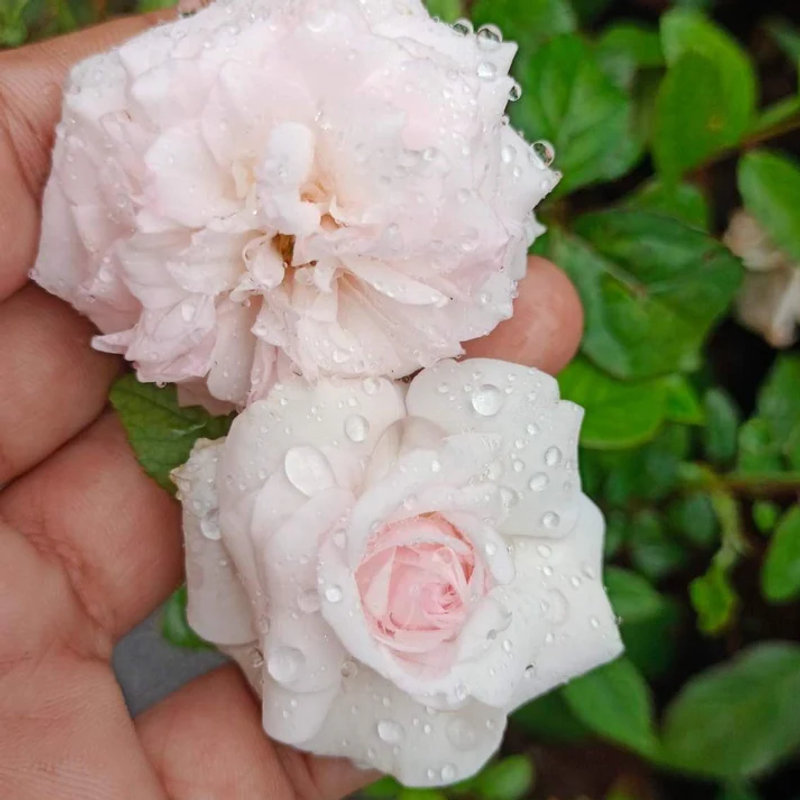Bees Plant Hub White Button Rose Live Plant