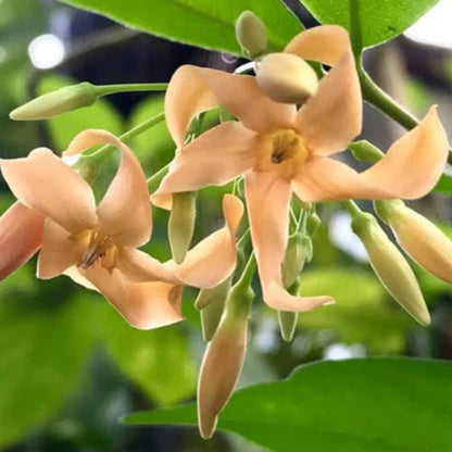 Bees Plant Hub Wrightia Orange Fragrant Rare Flowering Live Plant