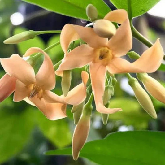 Bees Plant Hub Wrightia Orange Fragrant Rare Flowering Live Plant