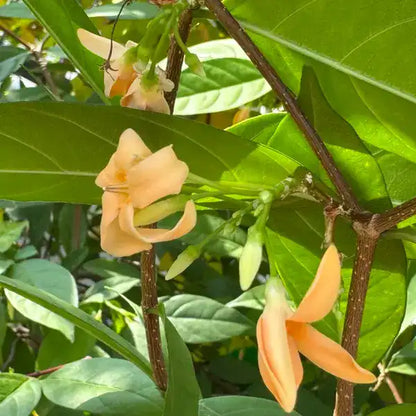 Bees Plant Hub Wrightia Orange Fragrant Rare Flowering Live Plant