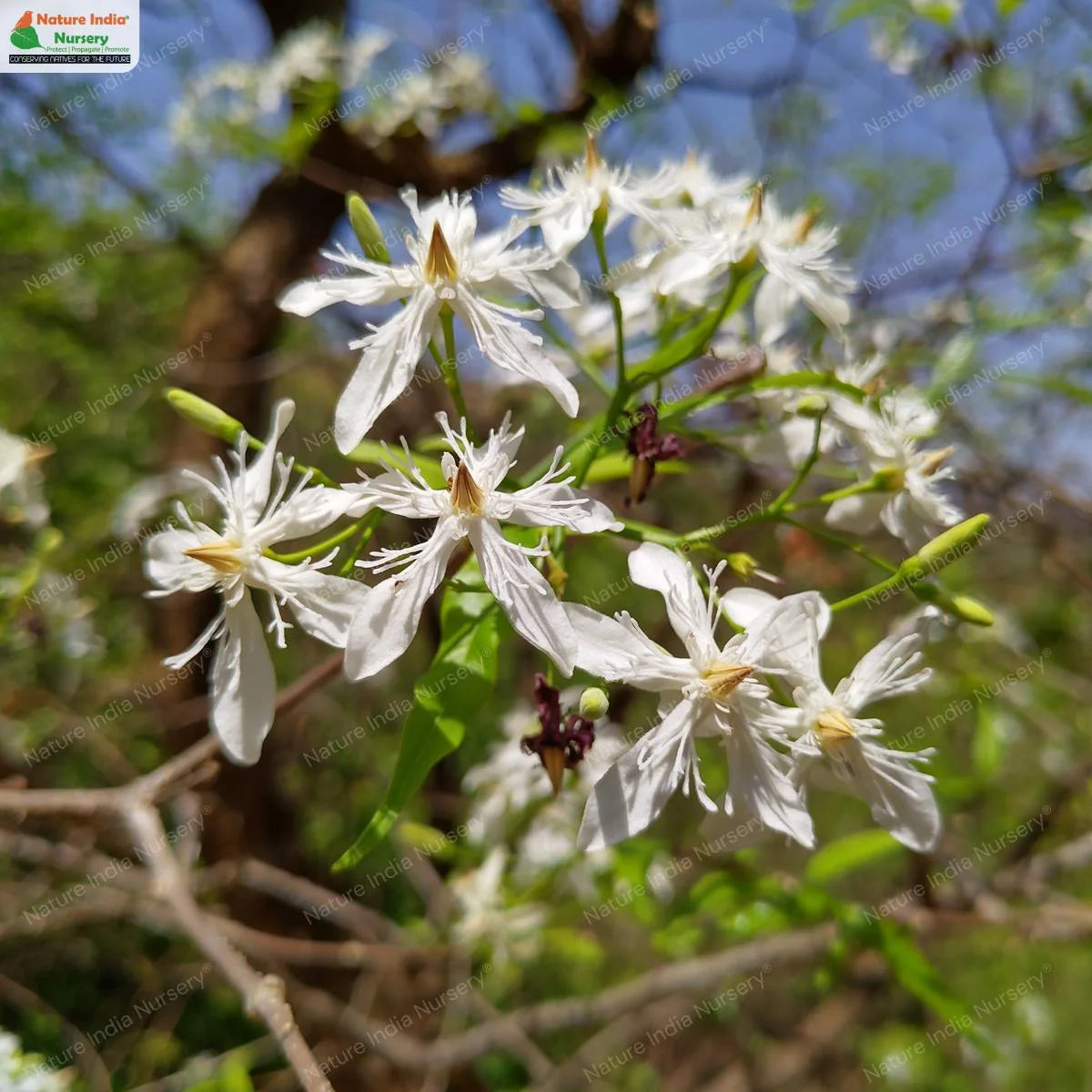 Bees Plant Hub Wrightia Tinctoria Fragrant Flowering Live Plant