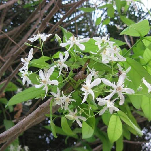 Bees Plant Hub Wrightia Tinctoria Fragrant Flowering Live Plant