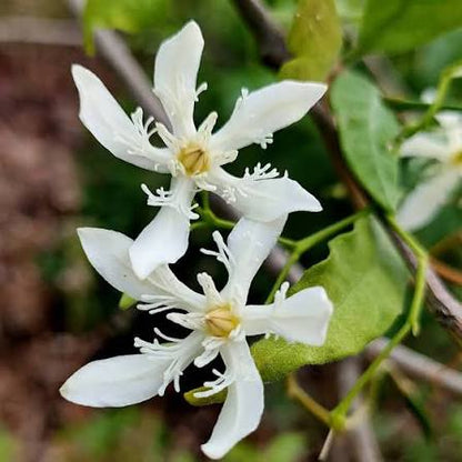 Bees Plant Hub Wrightia Tinctoria Fragrant Flowering Live Plant