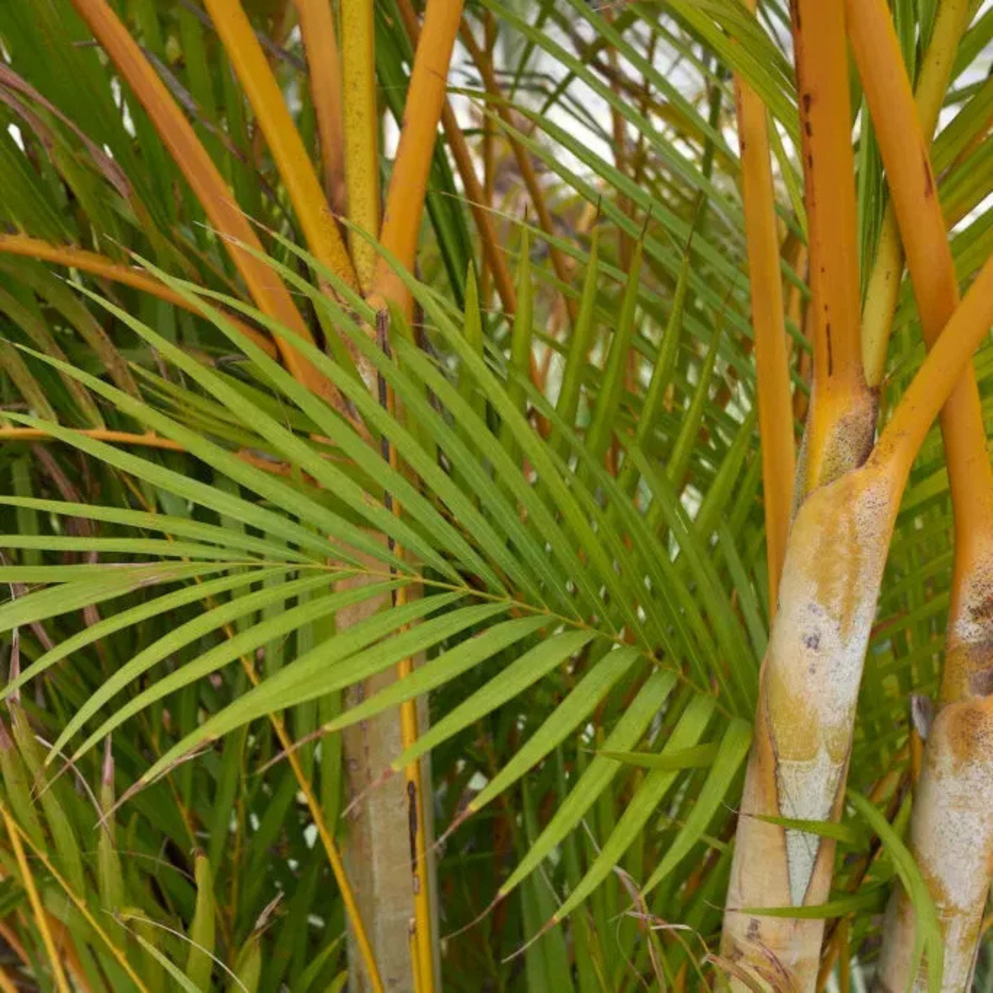Yellow Butterfly Palm (Dypsis lutescens) Indoor / Outdoor Live Plant