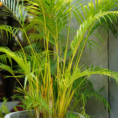 Bees Plant Hub Yellow Butterfly Palm (Dypsis lutescens) Indoor / Outdoor Live Plant