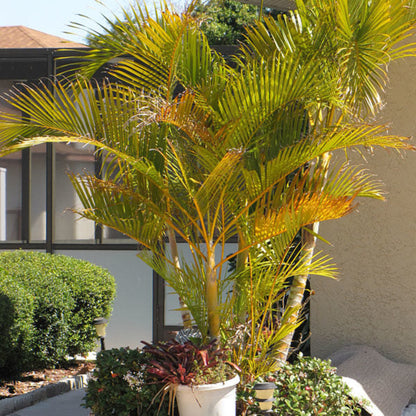Bees Plant Hub Yellow Butterfly Palm (Dypsis lutescens) Indoor / Outdoor Live Plant