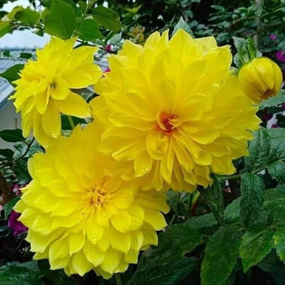 Bees Plant Hub Yellow Dahlia Flowering Live Plant