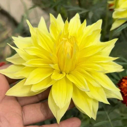 Bees Plant Hub Yellow Dahlia Flowering Live Plant