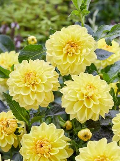 Bees Plant Hub Yellow Dahlia Flowering Live Plant