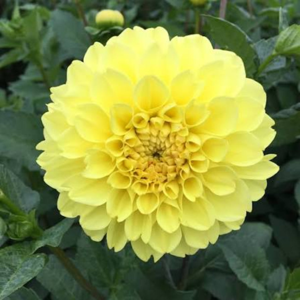 Bees Plant Hub Yellow Dahlia Flowering Live Plant