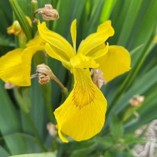Bees Plant Hub Yellow Iris (Iris pseudacorus) Rare Flowering Live Plant
