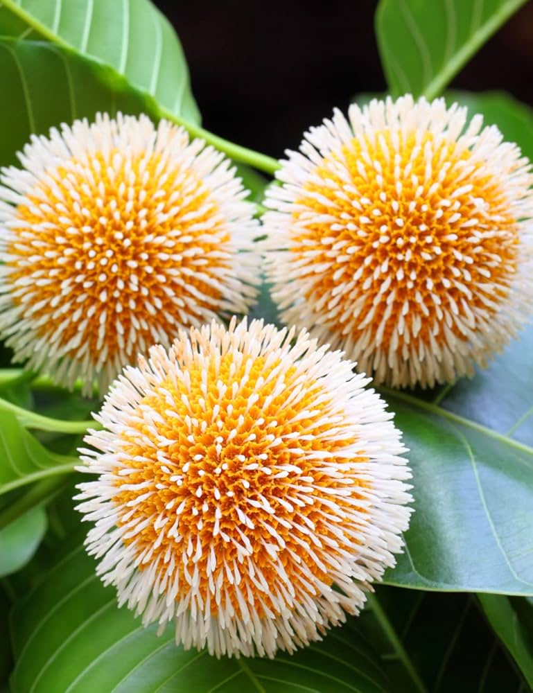 Bees Plant Hub Yellow Kadamb (Neolamarckia cadamba) Flowering Live Plant