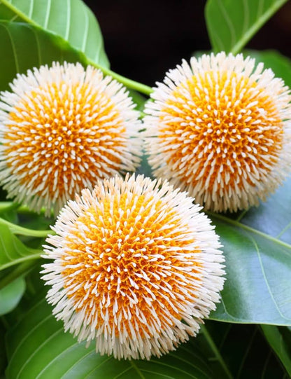 Bees Plant Hub Yellow Kadamb (Neolamarckia cadamba) Flowering Live Plant
