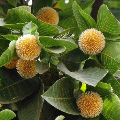 Bees Plant Hub Yellow Kadamb (Neolamarckia cadamba) Flowering Live Plant