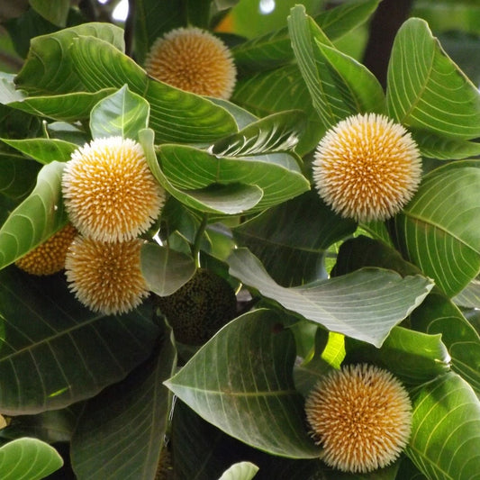 Bees Plant Hub Yellow Kadamb (Neolamarckia cadamba) Flowering Live Plant